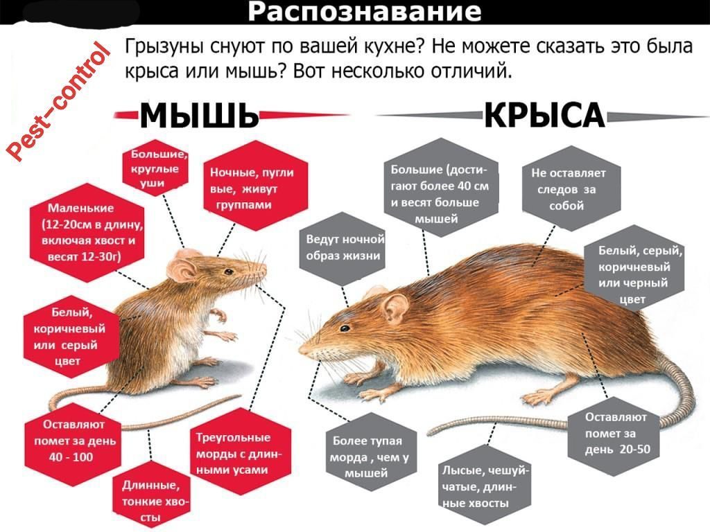 Средства борьбы с мышами, цена, Россия